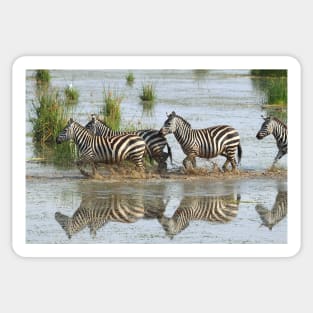 Zebras Crossing Sticker